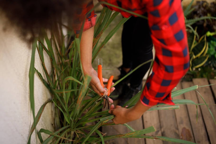 Capim limão é uma das plantas que ajudam a afastar as baratas de casa