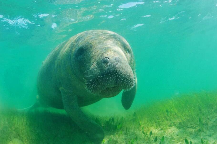 No rio Tatuamunha é possível avistar peixes-boi