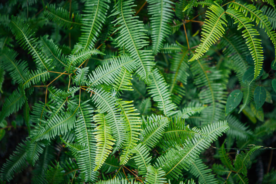 As samambaias cultivadas ao ar livre exigem uma atenção ainda maior