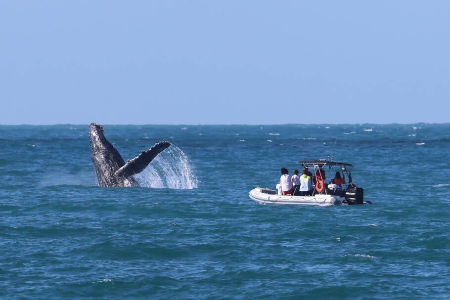 Turistas avistam baleia-jubarte no litoral norte de São Paulo