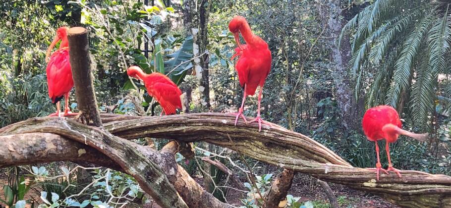 Guarás, ave típica do litoral atlântico da América do Sul, recepcionam visitantes