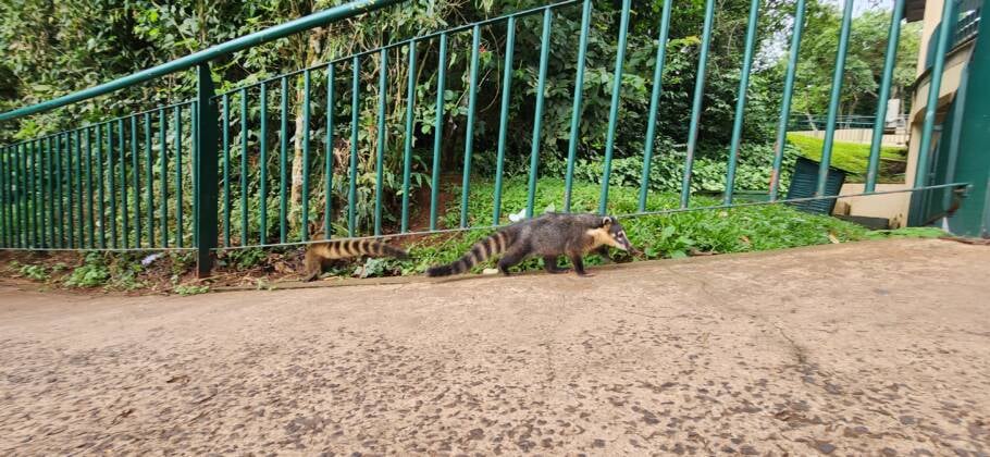 Quatis não se importam com a presença dos turistas