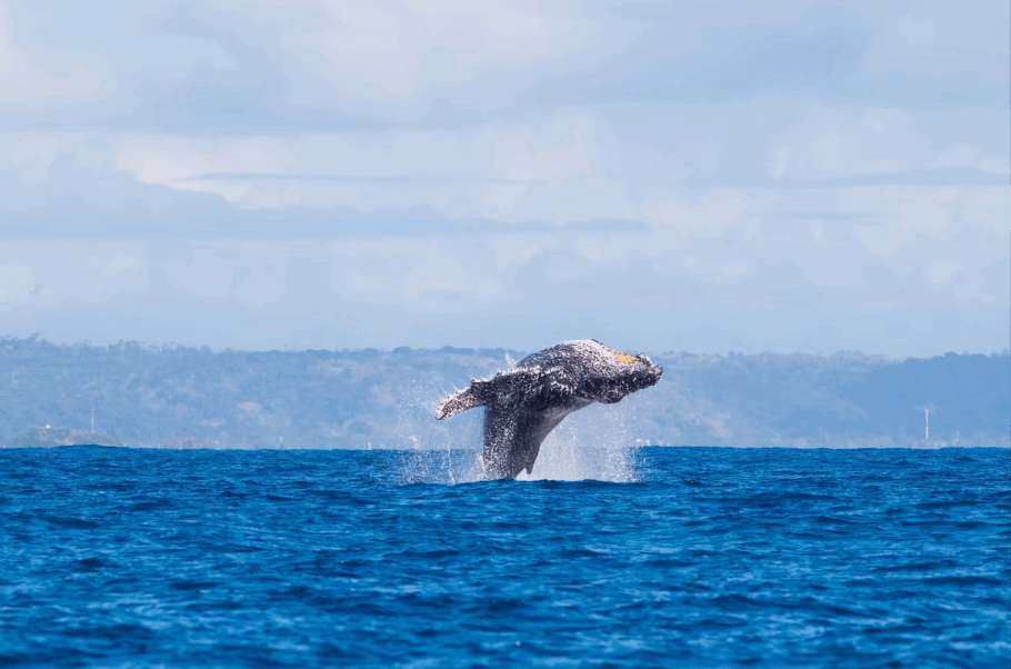 Baleia-jubarte é avistada no litoral de Ilhéus, no sul da Bahia