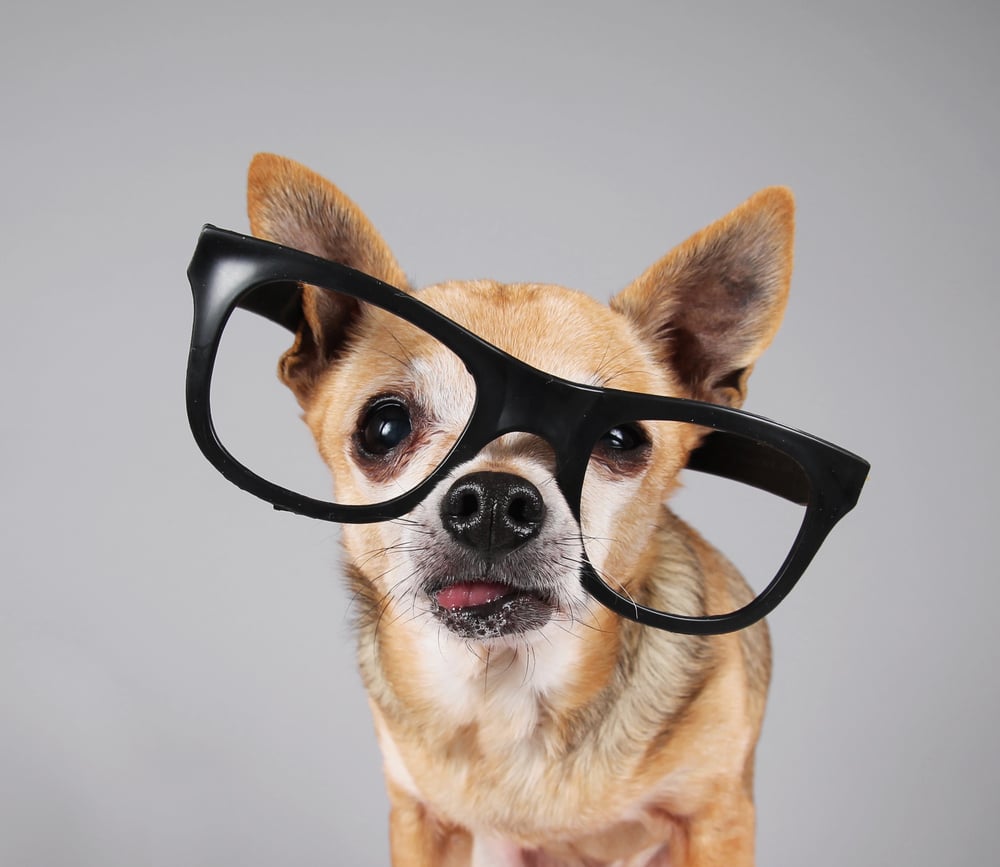 A visão dos cães, embora distinta da humana, é perfeitamente adaptada às suas necessidades – graphicphoto/Depositphotos