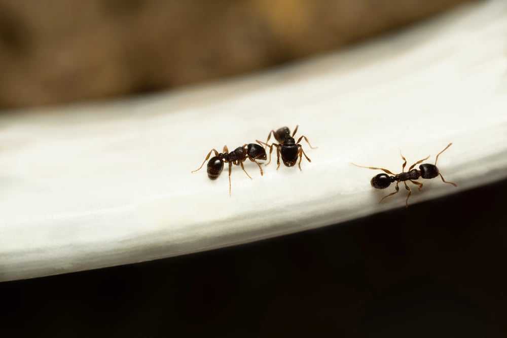O primeiro passo para desencorajar as formigas é romper sua rota de comunicação. – kayapapaya117/Depositphotos