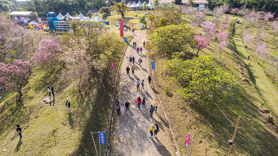 Parque Bunkyo Kokushikan, em São Roque, possui mais de 800 pés de cerejeiras, que estarão em plena florada daqui a um mês