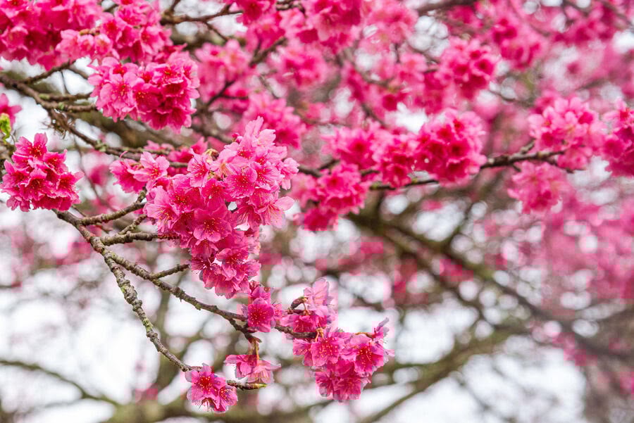 O ponto alto do Festival das Cerejeiras Bunkyos é, sem dúvida, a florada das sakuras