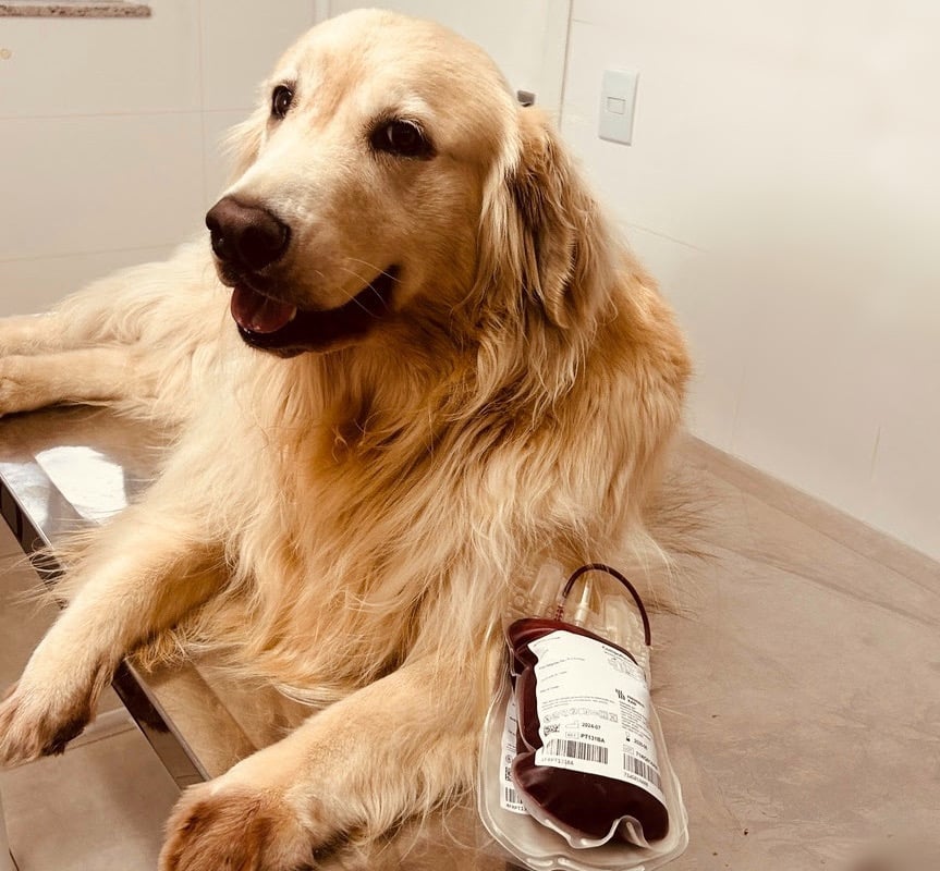 Cães e gatos também são doadores de sangue.