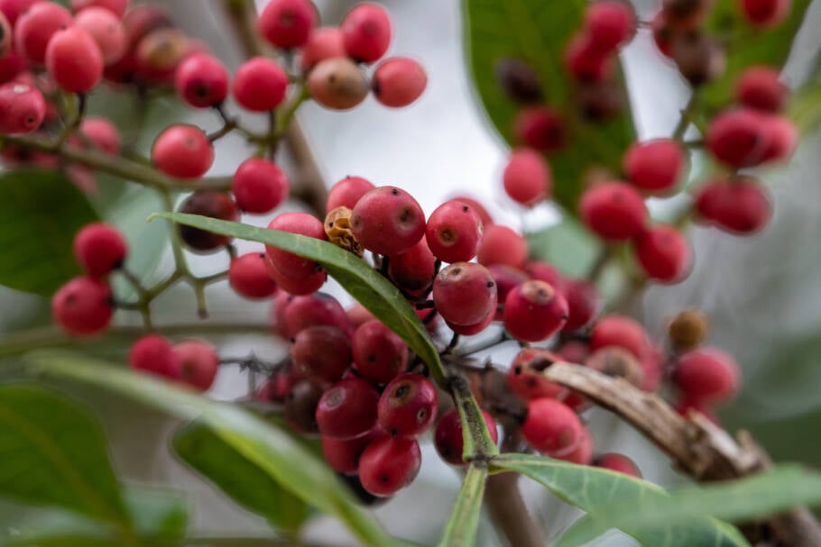 Popularmente chamada de pimenta-rosa, os frutos da aroeira são usados como tempero e na medicina natural