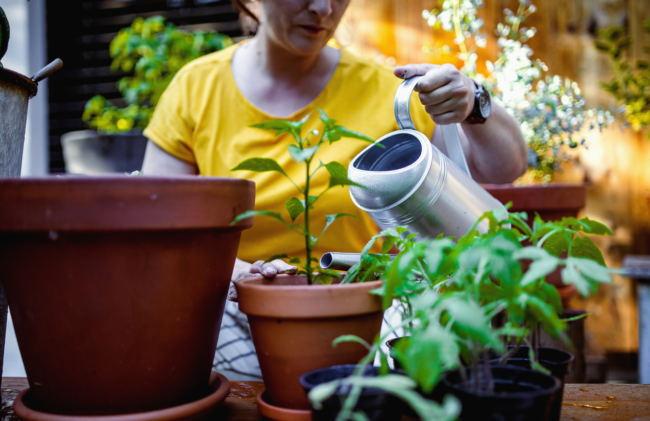 Esta época é ideal para aproveitar a menor incidência de pragas, comum no inverno – iStock/sanjeri