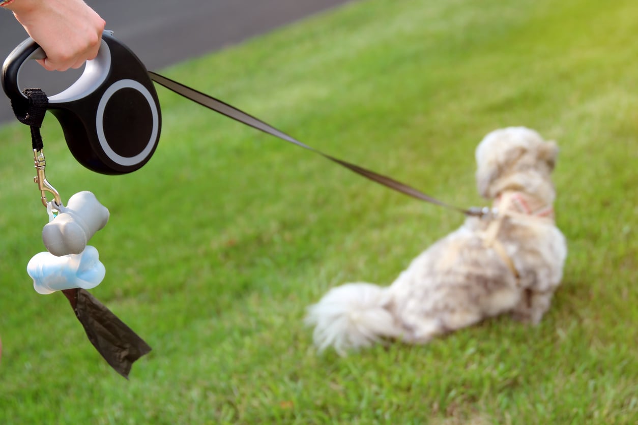 Parasitas e bactérias, presentes nas fezes, oferecem risco tanto para outros animais quanto para humanos – iStock/Saklakova