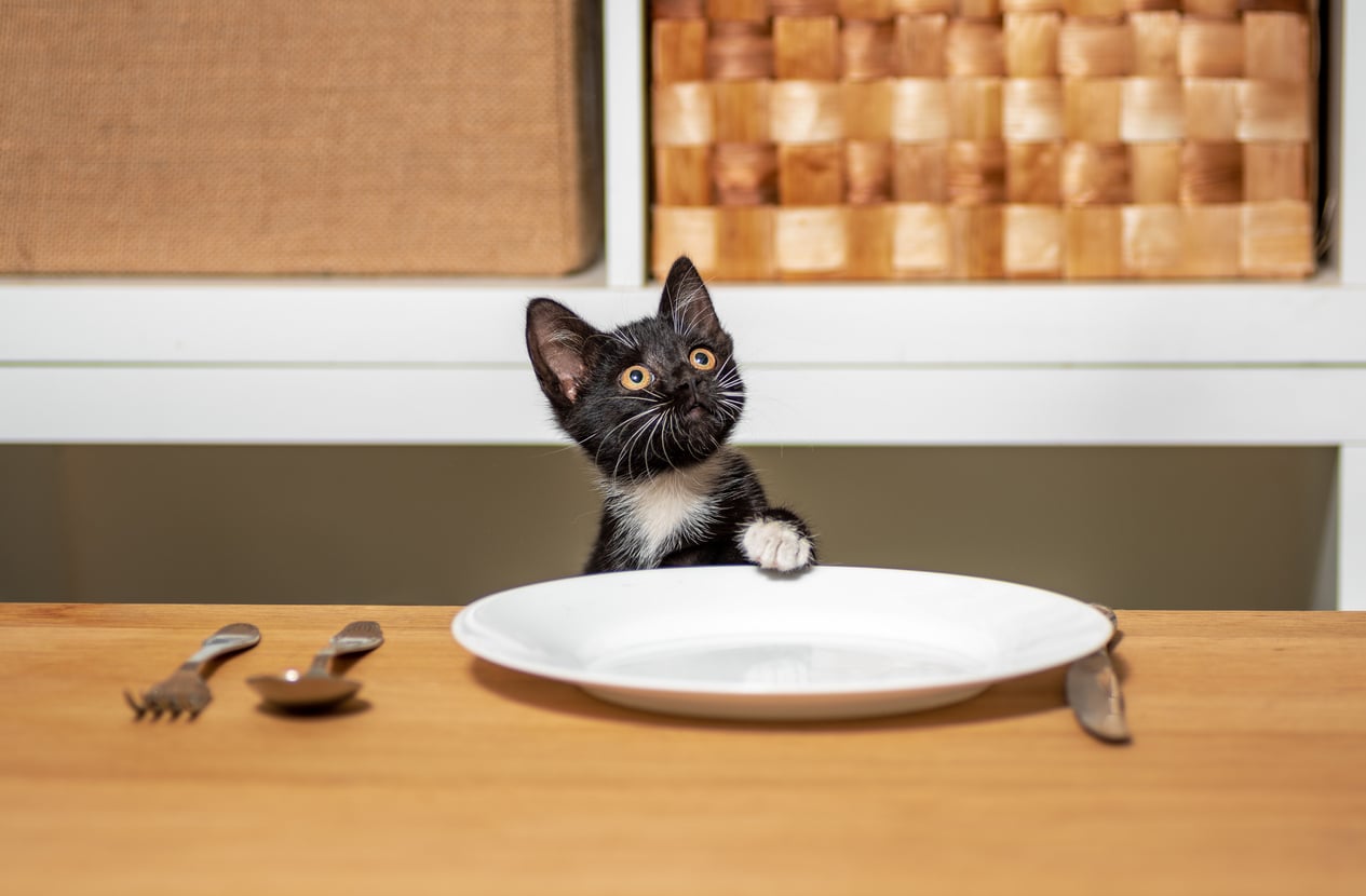 O universo pet tem evoluído a passos largos e traz opções inovadoras, mas, claro, não um prato – iStock/Sofiia Potanina