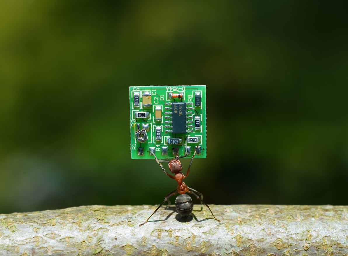 A descoberta ajuda a entender melhor a relação entre os insetos e os dispositivos modernos – Dirk von Mallinckrodt/iStock