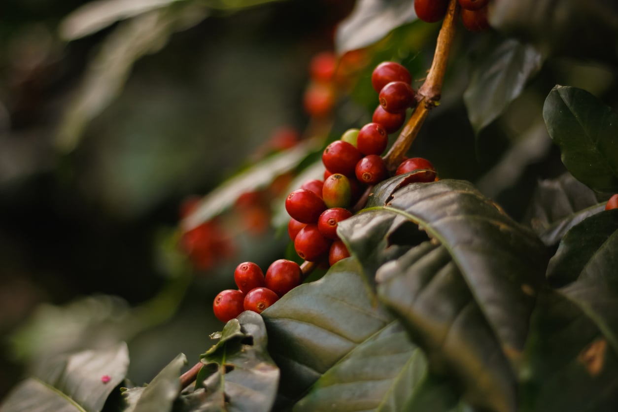 Os produtos continham impurezas e resíduos como cascas e materiais não comestíveis – iStock/korawat thatinchan