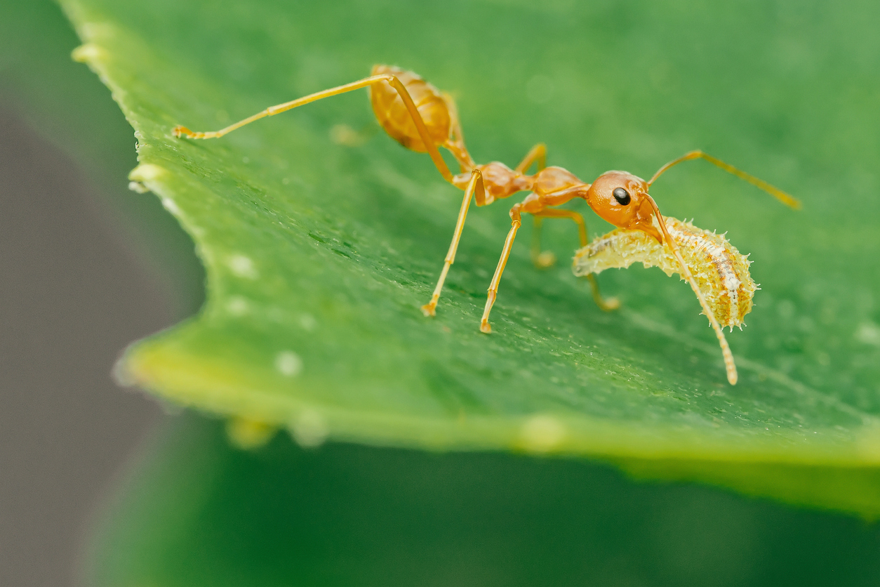 Apesar de não haver um registro claro da origem dessa crença, ela pode estar ligada a observações empíricas ou à tradição de valorizar insetos como fonte de nutrientes – Pawich Sattalerd/iStock