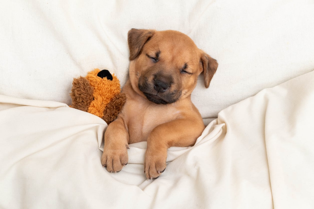 Posição em que o cachorro dorme está diretamente ligada à relação com a mãe ou pai de pet – iStock/Jenae Escobar