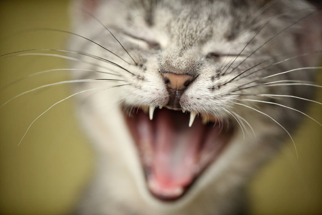 Para quem sempre sonhou em entender o que os miados significam, a tecnologia oferece, enfim, uma porta de entrada – iStock/realPHOTO