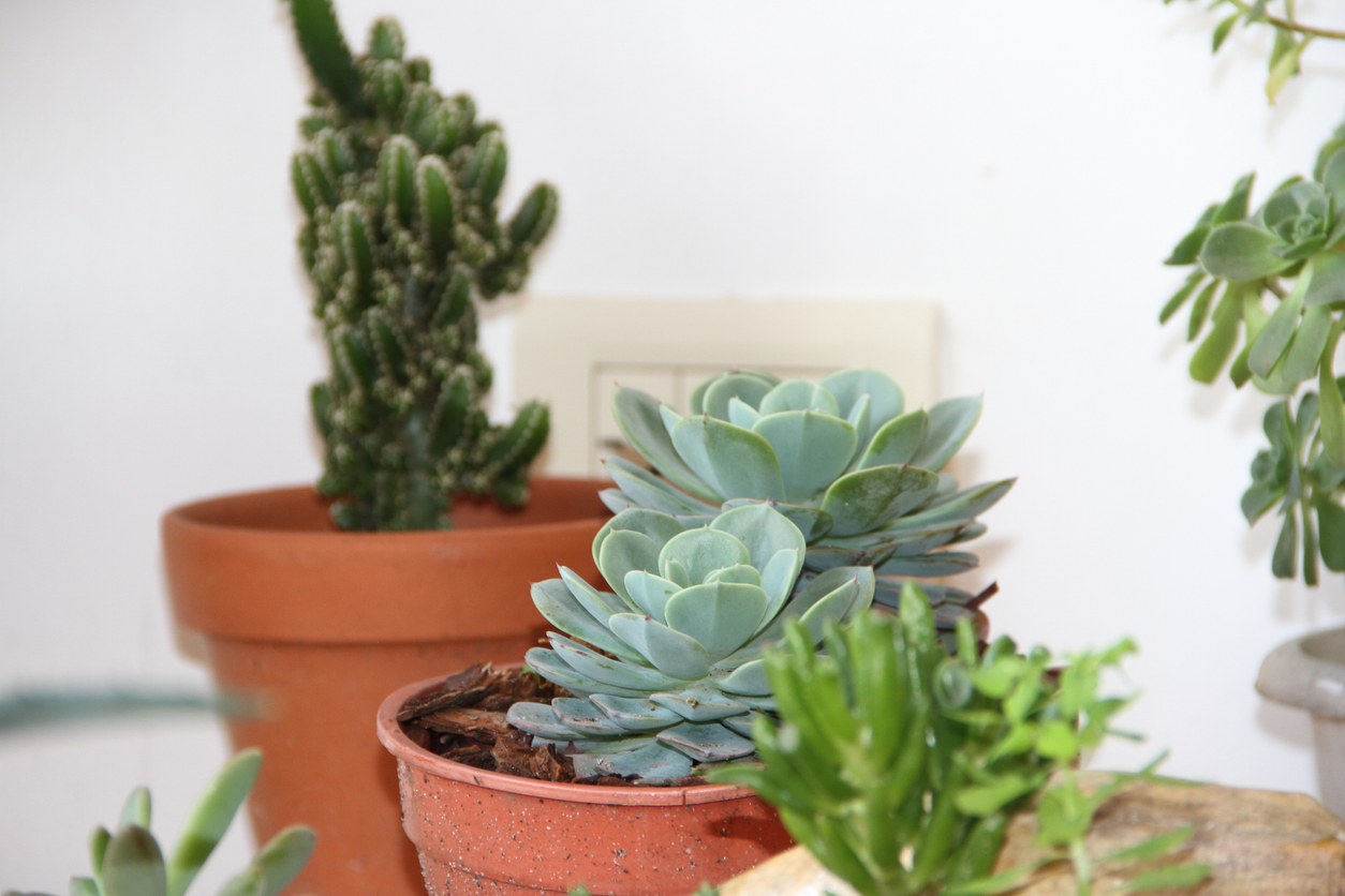 Não é preciso muito espaço, nem mesmo muita habilidade, para cultivar o verde dentro de casa – iStock/gabrielabertolini