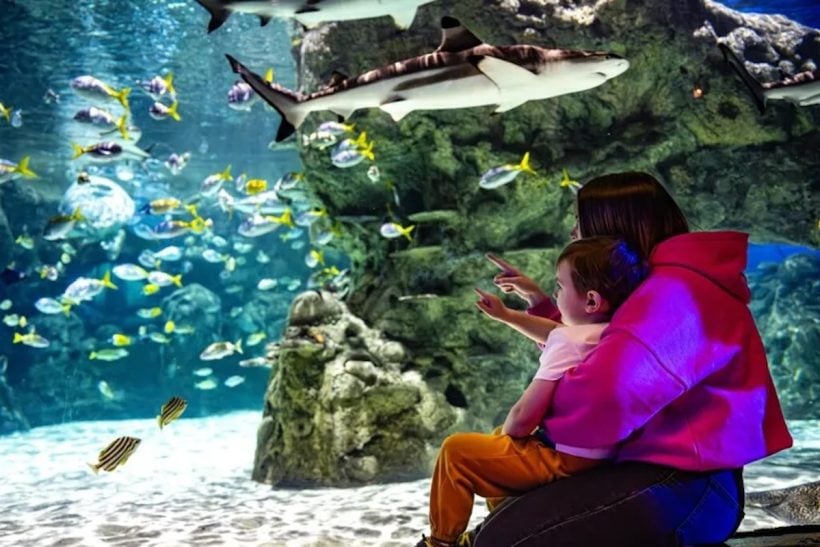 Sea Life Florida reúne mais de 25 exposições, 150 espécies (cerca de 3 mil animais)