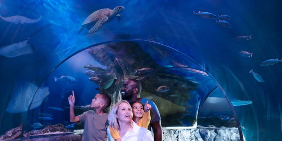 O túnel de vidro com 180° é a atração principal do Sea Life Florida 