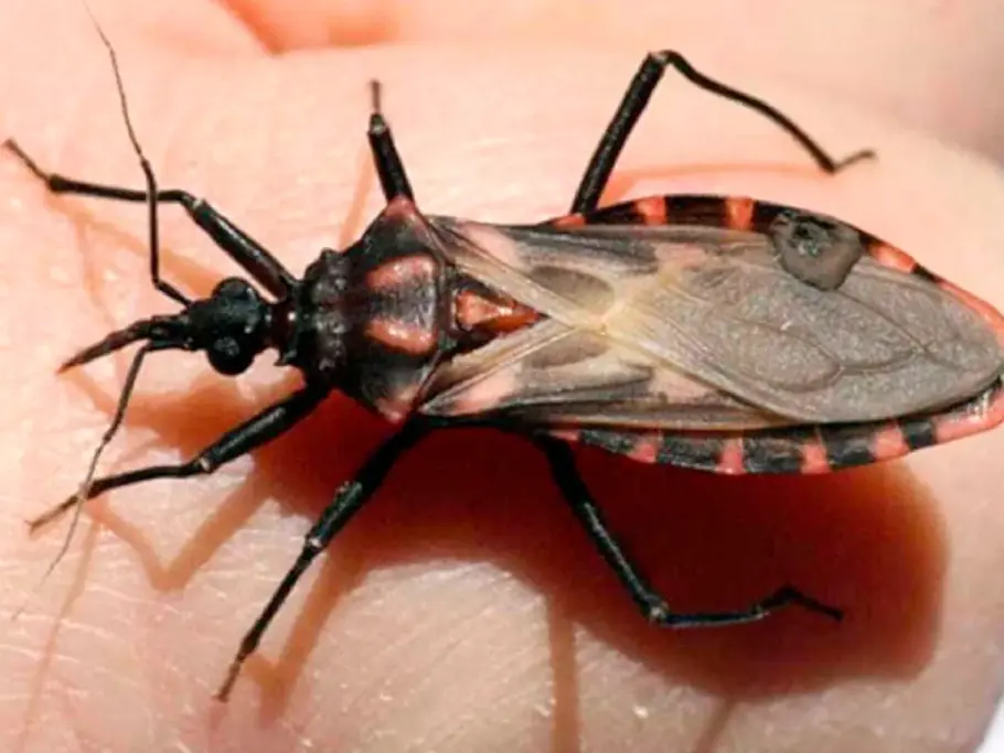 Barbeiro, transmissor da Doença de Chagas – Foto: Veja Saúde