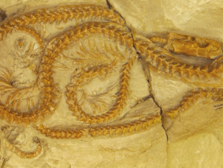 Fóssil de cobra milenar foi encontrado intacto