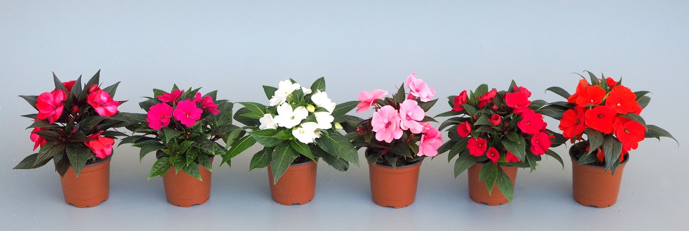 Alegria da casa – Foto: Leroy Merlin