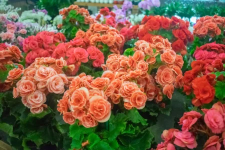 Foto: Divulgação/Elis Flores