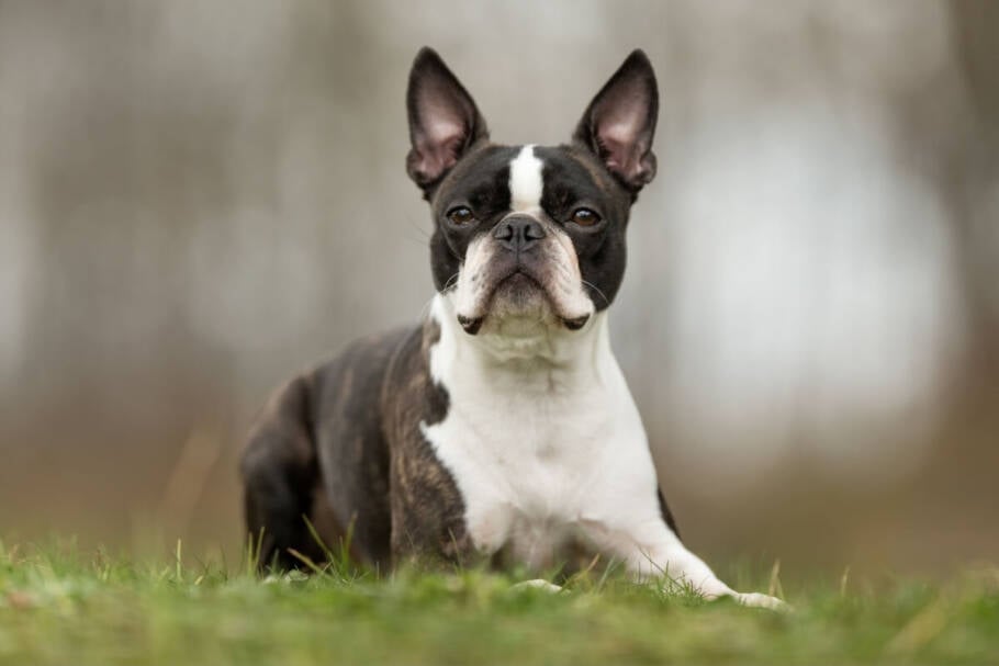O boston terrier deve ser poupado de atividades físicas em temperaturas elevadas (Imagem: BIGANDT.COM | Shutterstock)