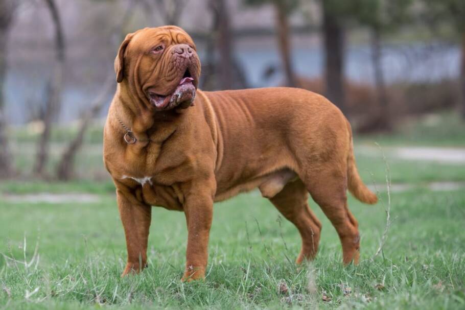 O dogue de bordeaux precisa de acompanhamento veterinário regular para prevenir problemas respiratórios (Imagem: Daria Shvetcova | Shutterstock)