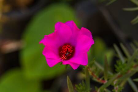 Imagem de Marcos Marcão por Pixabay