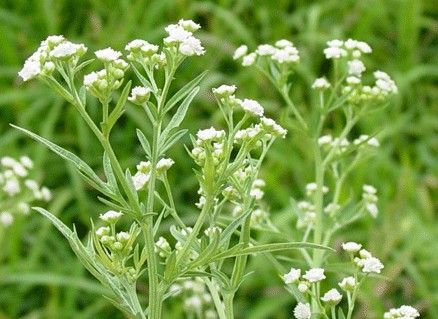 Escoba amarga – Foto: Pinterest