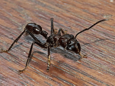 Formiga-cabo-verde vive na região da Amazônia e tem uma das piores picadas do mundo