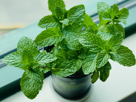 Planta pequena e refrescante é forte repelente natural