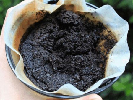 Borra de café pode ser aliada na jardinagem para plantas mais saudáveis