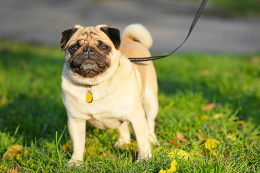 O pug deve evitar exercícios em dias muito quentes (Imagem: Pixel-Shot | Shutterstock)