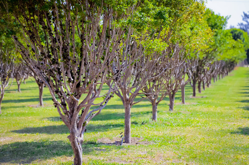 São mais de 700 pés de jabuticaba carregados