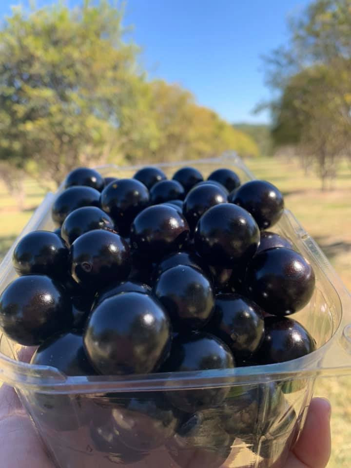 Com centenas de árvores carregadas, o consumo é ilimitado no local e tem a opção de levar a fruta para casa durante a safra