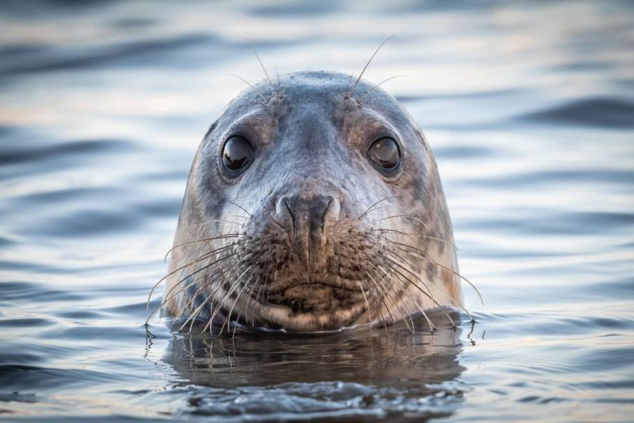 Os bigodes das focas extremamente sensíveis, ajudando-as na busca por alimentos (Imagem: Lynn Batchelor- Browning | Shutterstock)