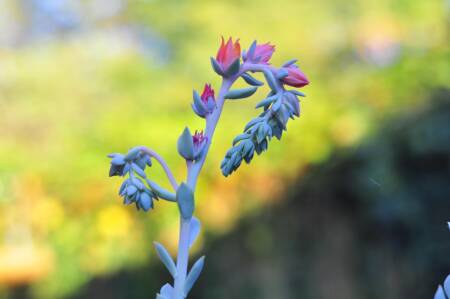 Imagem de bluepaints por Pixabay