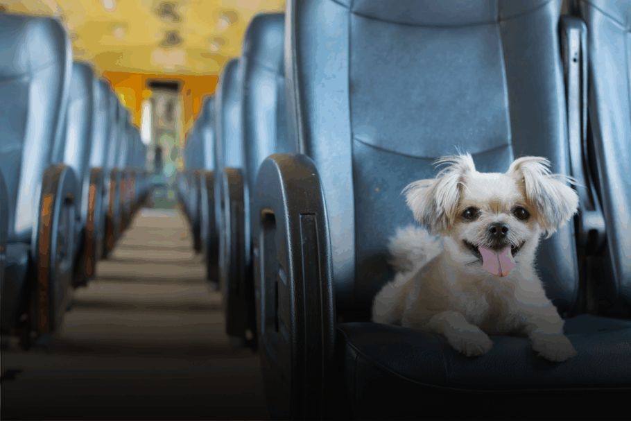 Animais a bordo: tudo o que você precisa saber para viajar de ônibus com seu pet