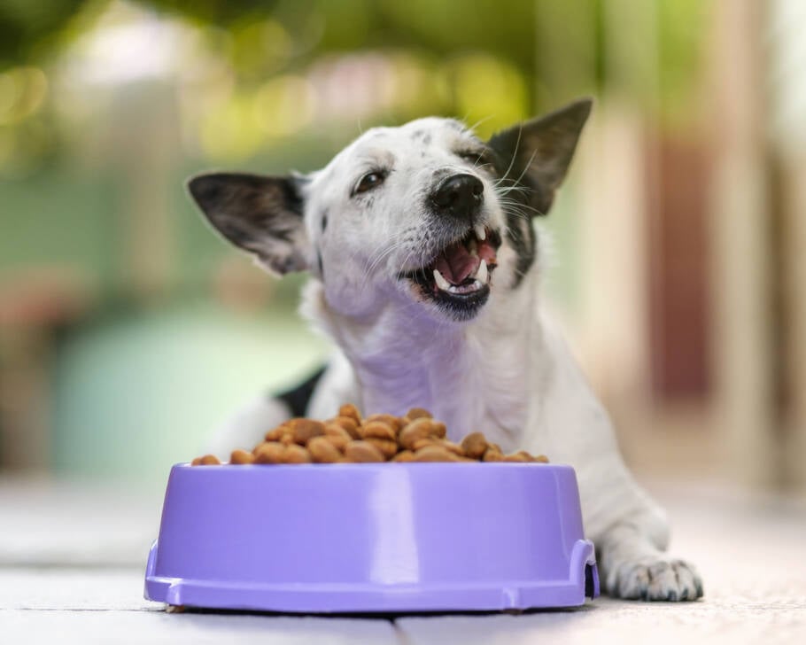 A expectativa de vida dos cães pode aumentar quase três anos quando eles são alimentados com dietas frescas e naturais, segundo um estudo