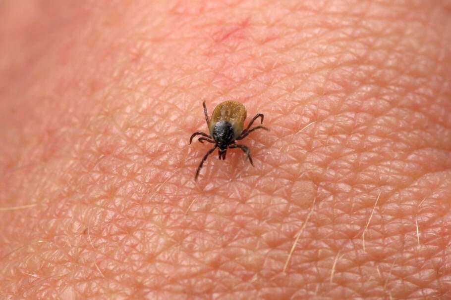 A doença de Lyme é transmitida pela picada de carrapatos do gênero Ixodes