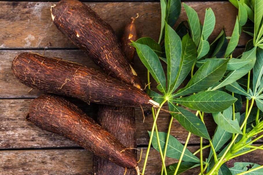 A mandioca é fonte de nutrientes que favorecem a saúde dos ossos (Imagem: Alf Ribeiro | Shutterstock)