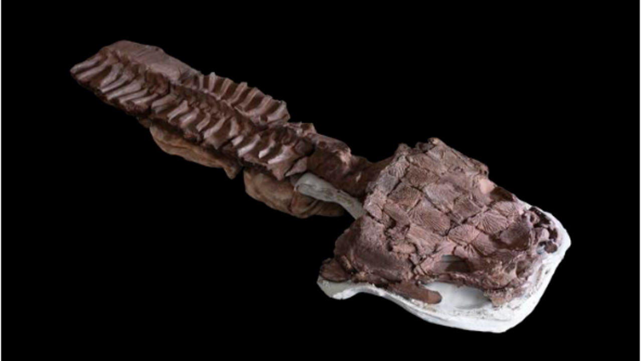 O fóssil foi localizado na Formação Gai-As, no noroeste da Namíbia, em uma região árida – Fonte: (Divulgação/C. Marsicano.)