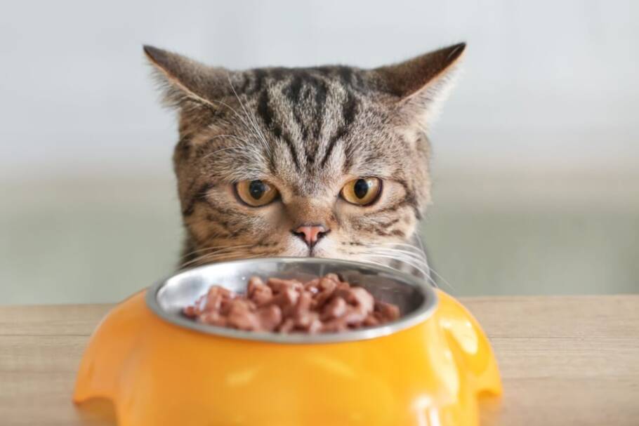 Sachês com alto teor de umidade ajudam na hidratação dos gatos (Imagem: Pixel-Shot | Shutterstock)