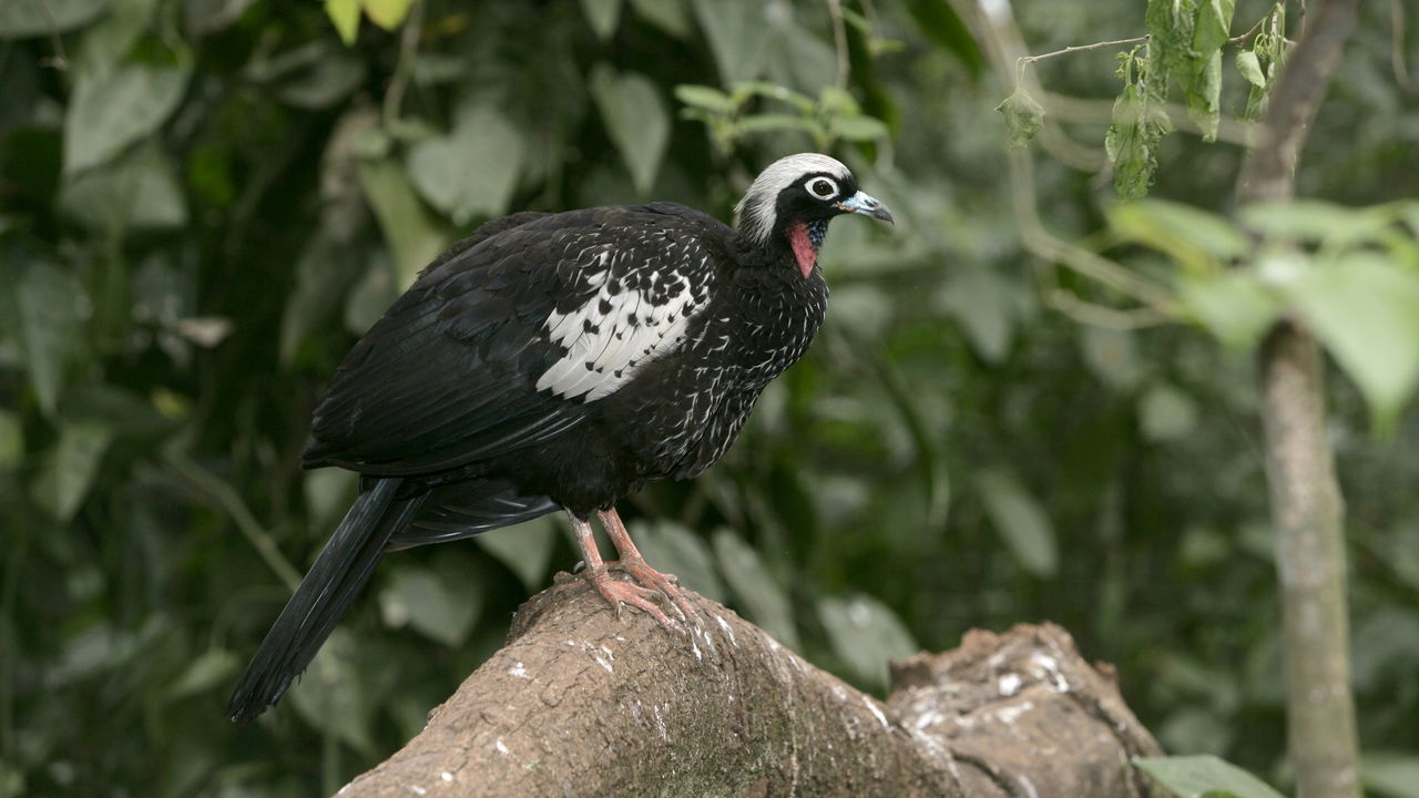 A singularidade do café do jacu está ligada ao modo como os grãos passam pelo sistema digestivo da ave – Créditos: (depositphotos.com / mikelane45)
