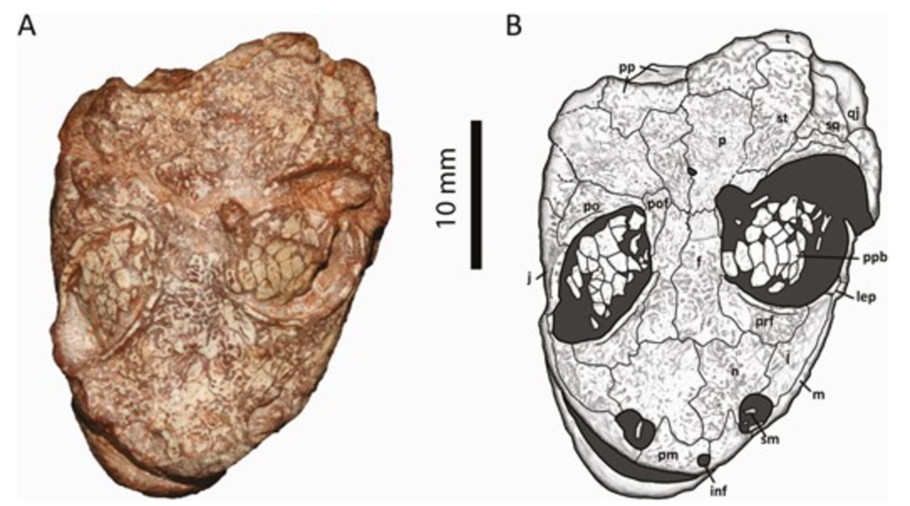 O surgimento dos anfíbios é um dos capítulos menos compreendidos da paleontologia – Fonte: (Zoological Journal of the Linnean Society)