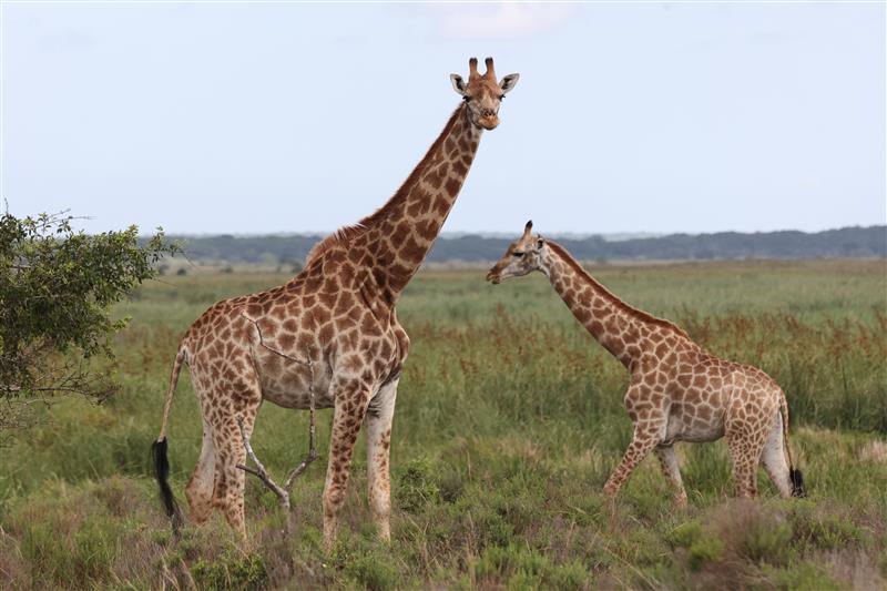 Parque Nacional de Maputo oferece safáris e observação de animais selvagens