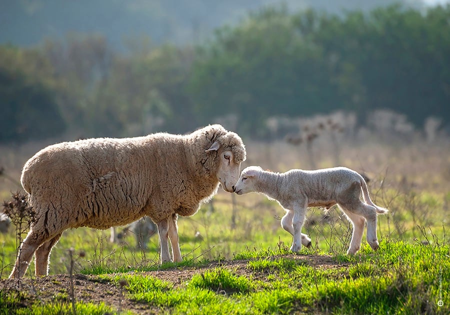 Matetic fica ainda mais encantadora durante a estação das flores